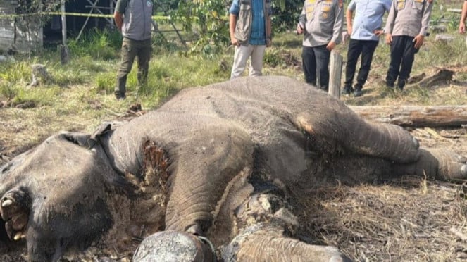 Kondisi anak gajah yang mati di TN Tesso Nilo