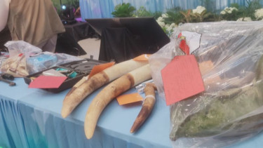 Kondisi gading gajah yang diambil oleh sindikat perburuan gajah