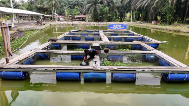 Pemberdayaan BRI Ungkit Perekonomian Desa Empang Baru