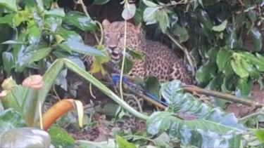 Macan tutul masuk ke permukiman warga di Cisarua