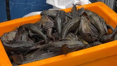 Ikan sapu-sapu yang ditangkap dari bantaran sungai di wilayah Jakarta Utara