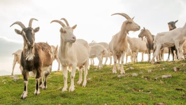 Ilustrasi kambing