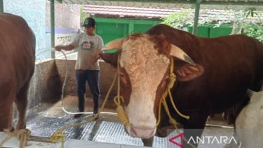 Sapi dengan bobot 1,05 ton dari peternak Kabupaten Bantul Daerah Istimewa Yogyakarta dipilih Presiden untuk hewan kurban