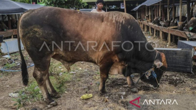 Prabowo Beli Sapi Limosin 859 Kg