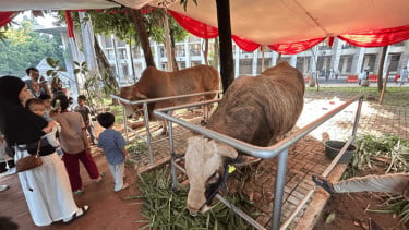 Penampakan Sapi Milik Prabowo dan Gibran di Masjid Istiqlal