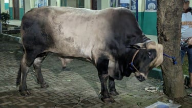 Sapi Kurban Presiden Prabowo