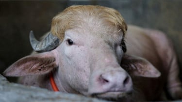Seekor kerbau albino langka di Bangladesh yang dijuluki Donald Trump karena jambulnya pirang