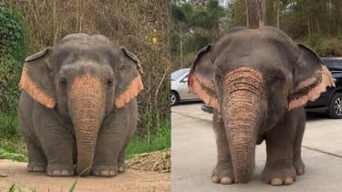 Gajah Borneo