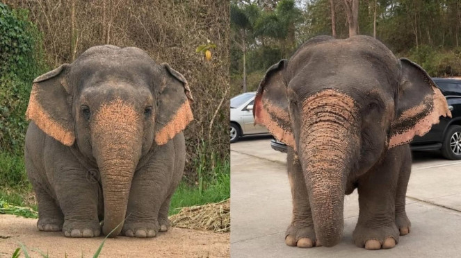 Gajah Borneo