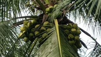 ilustrasi pohon kelapa.