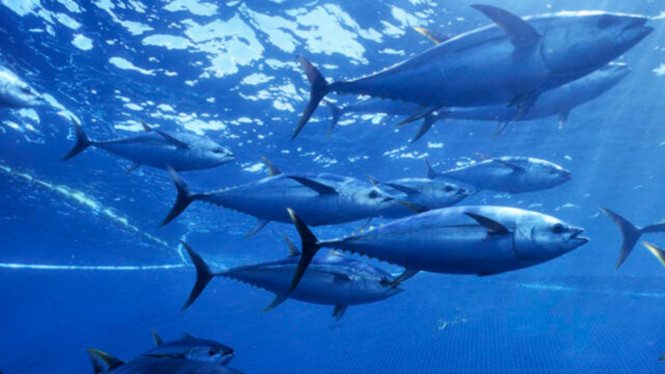 Ilustrasi ikan laut.