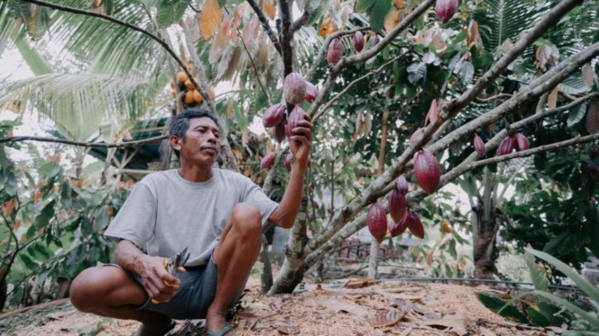 Petani kakao di Jembrana, Bali