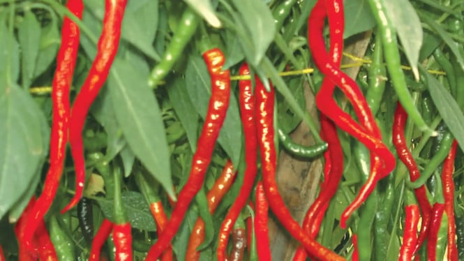 Cara Ampuh Pulihkan Daun Cabe Keriting dengan Bahan Murah dari Rumah!, Penyebab Utama Daun Cabe Keriting, Bahan-Bahan yang Dibutuhkan, Langkah-Langkah Pembuatan Ramuan, Cara Penggunaan Ramuan, Keuntungan Menggunakan Metode Ini, Tips Tambahan untuk Perawatan Cabe, Kesimpulan: Solusi Sederhana untuk Hasil Optimal
