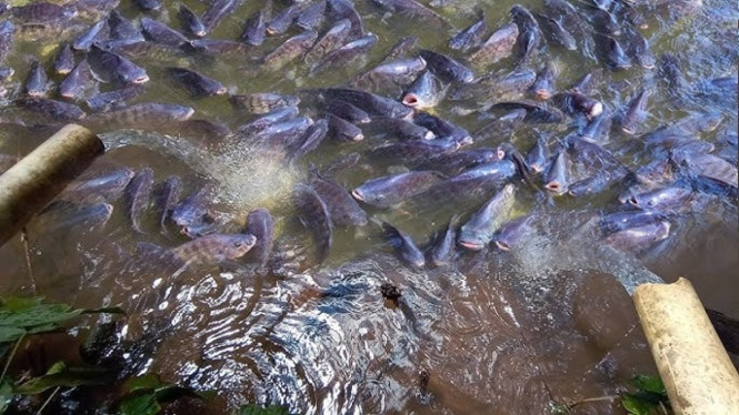 Budidaya Ikan Nila di Kolam Kecil