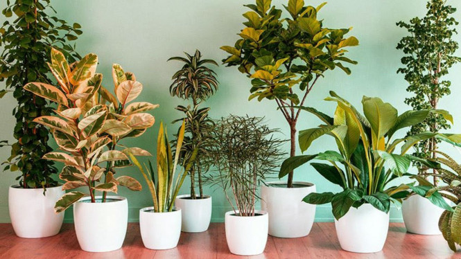 Tanaman Hias Bandel, ? 1. Lidah Mertua (Sansevieria), ? 2. Sirih Gading (Epipremnum aureum), ? 3. Lidah Buaya (Aloe Vera), ? 4. Zamioculcas (ZZ Plant), ? 5. Kaktus Mini, ? 6. Janda Bolong (Monstera adansonii), ? 7. Peace Lily (Spathiphyllum), ? 8. Palem Kipas Mini (Licuala grandis), ? 9. Pilea Peperomioides (Chinese Money Plant), ? 10. Aglaonema (Sri Rejeki)