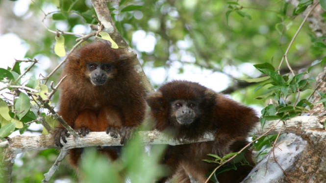Kiamat Sudah Dekat? Fenomena Monyet Mati Massal dan Kelelawar Berjatuhan Gegerkan Dunia, Monyet Jatuh Bergelimpangan di Meksiko, Fenomena Serupa di Berbagai Belahan Dunia, Dampak Ekologis yang Sangat Besar, Lebih Parah dari Deforestasi?, Satwa Liar di Ambang Kepunahan, Tanda Kiamat Iklim?