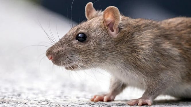 Rumah Bebas Tikus? Coba Tips Jitu Ini untuk Usir dan Hindari Masuknya Lagi!, Mengapa Tikus Masuk ke Rumah?, Cara Mengusir Tikus, 1. Memasang Perangkap, 2. Perangkap Elektronik, 3. Umpan Beracun, 4. Peppermint Oil, Mencegah Tikus Masuk Rumah, Kesimpulan:
