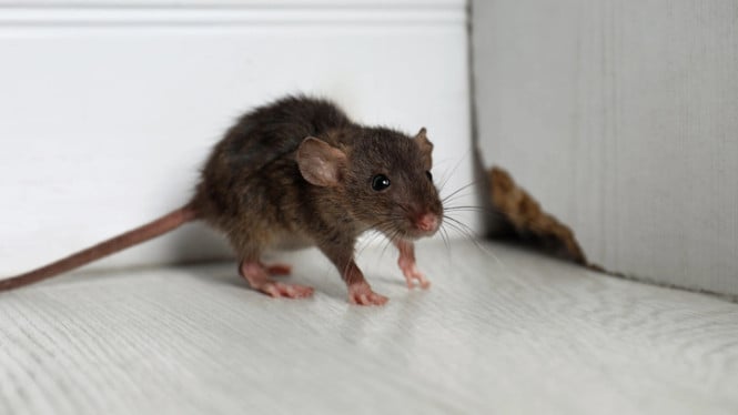Inilah Cara Ampuh Usir Tikus dari Rumah dengan 1 Bahan Dapur, Aman Tanpa Perangkap!, Bahan yang Diperlukan, Langkah-Langkah Usir Tikus Pakai Cuka, Cuka Dapur , Mengapa Cuka Efektif untuk Usir Tikus?, Tips Tambahan agar Tikus Tidak Kembali