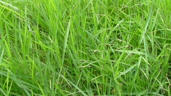 Rumput Liar Bandel? Basmi Sampai Akar Pakai Cairan Ini, Hasilnya Permanen!, Kenapa Rumput Liar Harus Segera Dihilangkan?, Cairan Pembasmi Rumput Liar: Murah, Efektif, dan Mudah Dibuat!, Cara Membuat Larutan Pembasmi Rumput Liar, Cara Mengaplikasikan Larutan ke Rumput Liar, Efek Samping &amp; Hal yang Perlu Diperhatikan, Alternatif Pembasmi Rumput Liar yang Ramah Lingkungan, Kesimpulan: Cara Praktis Hilangkan Rumput Liar Tanpa Dicabut!