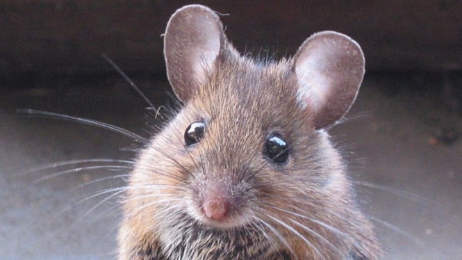 Cara Ampuh Usir Tikus, Kecoak, &amp; Cicak! Cukup Pakai Obat Nyamuk &amp; Bahan Ini, Bahan yang Dibutuhkan, Cara Membuat Ramuan Pengusir Hama, Cara Menggunakan Ramuan Pengusir Hama, 1. Mengusir Tikus dan Celurut, 2. Membasmi Kecoak dari Dapur &amp; Kamar Mandi, 3. Menghalau Cicak dari Dinding &amp; Langit-langit, Kesimpulan: Cara Mudah Rumah Bebas Hama