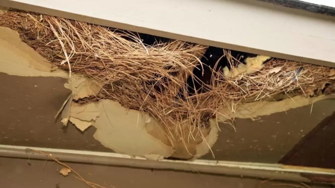 Sarang Tikus Sembunyi di Rumah Anda? Ini Cara Deteksi dan Basmi Sampai ke Akarnya!, Mengapa Sarang Tikus Harus Segera Ditangani?, 6 Tanda Jelas Ada Sarang Tikus di Rumah Anda, Di Mana Tikus Suka Membangun Sarang?, Seperti Apa Bentuk Sarang Tikus?, Langkah Aman Membersihkan Sarang Tikus, Cara Mencegah Tikus Kembali: Tutup Semua Celah!, Kesimpulan: Deteksi Dini, Tindakan Cepat, Pencegahan Berkelanjutan