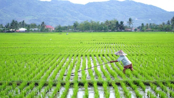 Kesempatan Masyarakat Miskin Miliki Lahan Produktif