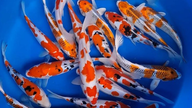 5.000 Kg Cabai/Hari untuk Ikan! Peternak China Klaim Dagingnya Jadi Super Enak, Asal-Usul Praktik: Dari Warisan Keluarga hingga Inovasi Lokal, Mengapa Cabai? Ini Penjelasan Ilmiah dari Peternak, Aspek Ekonomi: Pakan Murah, Nilai Jual Lebih Tinggi, Tinjauan Ilmiah: Apakah Ada Studi yang Mendukung?, Kesimpulan: Inovasi Lokal atau Sensasi Sesaat?