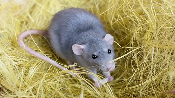 Cara Murah Mengusir Tikus di Rumah, Gudang, dan Kebun Pakai Dua Bahan Sederhana, Dua Bahan yang Dibutuhkan, Cara Membuat Campuran Pengusir Tikus, Taburkan di Jalur Tikus, Bisa Digunakan di Sekitar Kandang Ternak, Disebut Bisa Mengganggu Hama Lain, Kenapa Cara Ini Banyak Dicari?