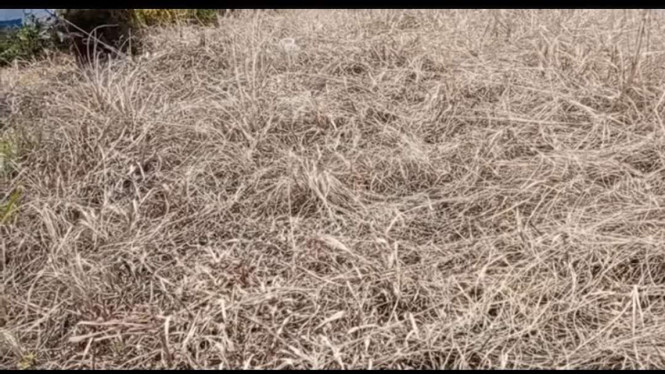 Racikan Pembasmi Rumput Liar Viral, Cuma Pakai Bahan di Rumah Tanpa Beli Cairan Khusus, Bahan yang Perlu Disiapkan, Cara Membuat Racikan Garam untuk Rumput Liar, Cara Menyiramkan ke Rumput Liar, Jangan Salah Kaprah Soal “Tanpa Kimia”, Bagian yang Sering Bikin Hasil Kurang Maksimal, Cocok untuk Halaman yang Mulai Dipenuhi Rumput Liar, Takaran Singkat agar Tidak Bingung