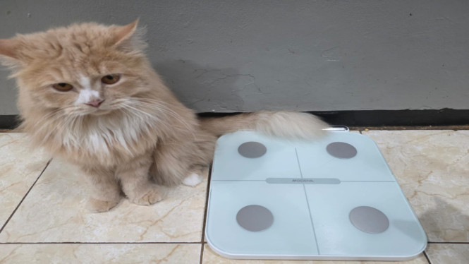 Review MODENA Smart Body Scale CA 1210 ITWA: Timbangan Akurat!