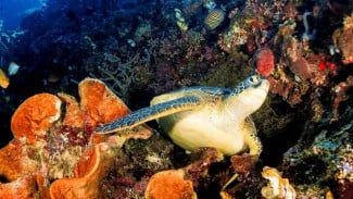 Diving di Bunaken, Taman Nasional Bunaken: Surga Dinding Karang untuk Pemula, Diving di Bunaken, Wakatobi: Permen Mata dengan Terumbu Karang Terbaik Dunia, Perbandingan untuk Penyelam Pemula, Tips Menyelam untuk Pemula