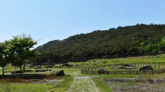 Gochang Dolmen Site, Mengapa Mencari Hidden Gem di Korea Selatan?, Kebun bunga di Jeju, Gochang Dolmen Site, Tips Mengunjungi Hidden Gem di Korea Selatan