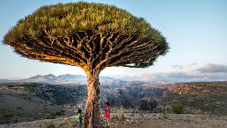 Pulau Socotra, Keunikan Ekosistem Pulau Socotra, Pulau Socotra, Misteri Dajjal dan Signifikansi Keagamaan, Kondisi Terkini dan Akses Wisata, Pulau Socotra, Pengalaman Wisata dan Budaya Lokal, Tantangan dan Daya Tarik Wisata Ekstrem