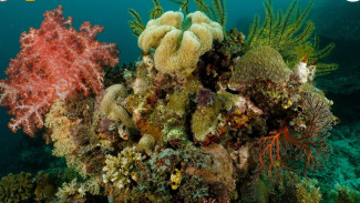 Terumbu karang TNTC, Keajaiban Taman Nasional Teluk Cenderawasih, Terumbu karang TNTC, Pesona Pulau-Pulau Eksotis, Teluk Wondama, Wisata Religi dan Sejarah, Akses dan Tips Wisata