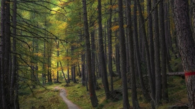 Ilustrasi hutan, Keunikan Suku Baduy dan Hutan Kanekes, Mitos Penjaga Alam Hutan Kanekes, Fakta di Balik Mitos Penjaga Hutan, Pengalaman Wisata di Hutan Kanekes, Tips Wisata ke Hutan Kanekes