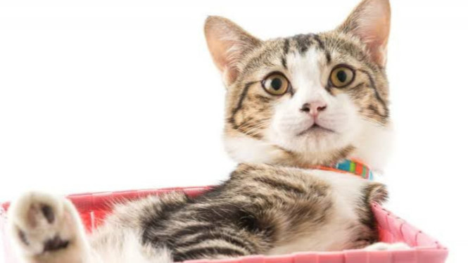 Ilustrasi memelihara kucing di rumah, Indra Penciuman dan Emosi Manusia, Respons Emosional Kucing: Empati atau Kebiasaan?, Tips Praktis: Membangun Koneksi Emosional dengan Kucing, Merawat Kucing dengan Cinta dan Empati