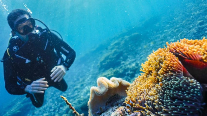 Diving, Sekilas tentang Raja Ampat dan Budaya Maritim, Teknik Penangkapan Ikan dan Gurita dengan Tangan Kosong, Signifikansi Budaya dan Ekologi, Aktivitas Wisata Terkait Teknik Penangkapan Tradisional, Ancaman terhadap Tradisi dan Ekosistem Laut, Tips Berwisata ke Raja Ampat untuk Menyaksikan Teknik Tradisional