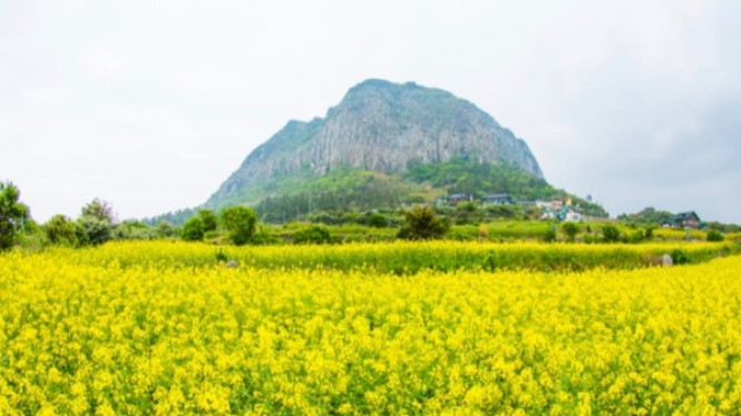 Gunung Sanbangsan, Bukit Seopjikoji, Seopjikoji, Pantai Gwangchigi, Handam Coastal Walk (Aewol Handam Coastal Trail), Jeju Folk Village, Oedolgae Rock, Tips Wisata dan Informasi Tambahan