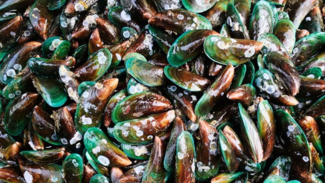 Ilustrasi kerang hijau