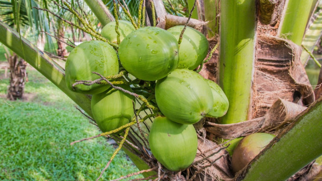 Ilustrasi buah kelapa, Asal-Usul Mitos, Fakta Medis tentang Warna Kulit Bayi, Manfaat Air Kelapa selama Kehamilan, Mitos Lain Seputar Kehamilan, Cara Memastikan Informasi yang Benar, Pentingnya Hidrasi selama Kehamilan, Efek Psikologis Mitos pada Ibu Hamil