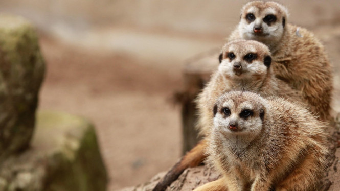 Ilustrasi hewan meerkat, 1. Harga Tiket Taman Safari Bogor untuk Libur Akhir Pekan 2025, 2. Cara Membeli Tiket, 3. Jam Operasional dan Fasilitas, 4. Panduan Transportasi ke Taman Safari Bogor, 5. Tips Liburan Hemat dan Nyaman