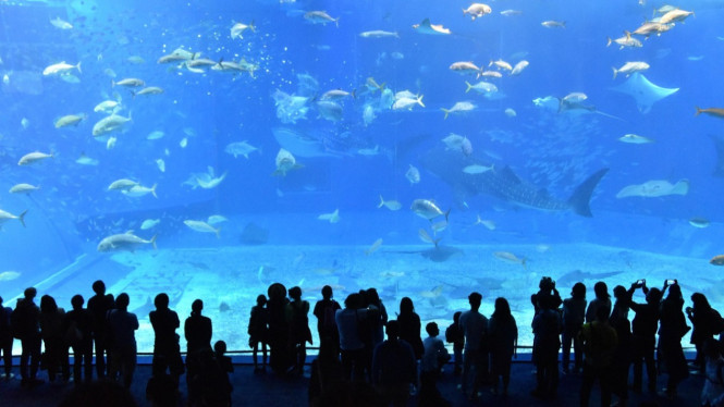 Ilustrasi akuarium, Harga Tiket Jakarta Aquarium 2025, Jam Operasional dan Cara Menuju Jakarta Aquarium, Daya Tarik Jakarta Aquarium untuk Ngedate, Tips Ngedate di Jakarta Aquarium, Aktivitas Edukatif dan Interaktif