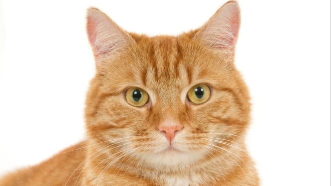 Ilustrasi mata kucing, 1. Siapkan Alat dan Bahan yang Aman, 2. Pastikan Kucing dalam Keadaan Tenang, 3. Celupkan Kapas ke Air Hangat, 4. Gunakan Kapas Baru untuk Setiap Mata, 5. Keringkan Area Sekitar Mata, 6. Amati Perkembangan Selama 1–2 Hari