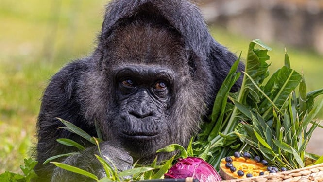 Gorila tertua di dunia, Perjalanan Hidup Fatou di Berlin, Gorila tertua di dunia, Perayaan Ulang Tahun yang Istimewa, Gorila tertua di dunia, Dedikasi Perawatan untuk Kesejahteraan Fatou, Pentingnya Konservasi Gorila, Kontribusi Fatou untuk Penelitian, Daya Tarik Wisata Kebun Binatang Berlin