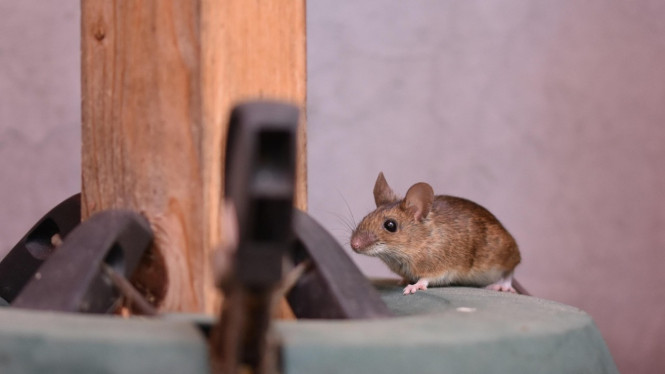 Ilustrasi tikus, 1. Menaruh Kulit Jeruk Utuh, 2. Buat Menjadi Bubuk Halus, 3. Membuat Semprotan Alami dari Kulit Jeruk, 4. Jaga Kebersihan Rumah
