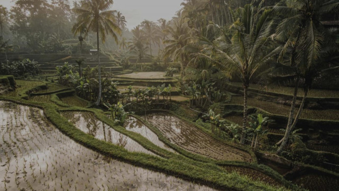 Terasering di Ubud, Pagi: Menyusuri Keindahan Tegalalang Rice Terrace, Siang: Menyelami Budaya di Pura Gunung Lebah, Makan Siang: Nikmati Kuliner Khas Bali di Warung Babi Guling Ibu Oka, Sore: Belanja dan Seni di Ubud Art Market, Malam: Kuliner Vegan dan Suasana Malam di Folk Ubud, Tips Wisata Seharian di Ubud