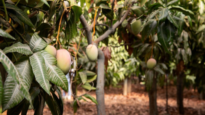Ilustrasi pohon mangga, 1. Air Gula untuk Meningkatkan Energi Tanaman, 2. Cuka Apel untuk Menyeimbangkan pH Tanah, 3. Kulit Pisang sebagai Sumber Kalium Alami, 4. Ampas Kopi untuk Nutrisi Nitrogen dan Anti-Hama, 5. Air Beras untuk Stimulasi Mikroorganisme