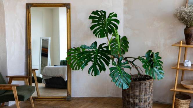 Ilustrasi Tanaman Hias untuk Dekorasi Rumah (Monstera), 1. Sansevieria (Lidah Mertua), 2. Zamioculcas zamiifolia (ZZ Plant), 3. Philodendron, 4. Peace Lily (Spathiphyllum), 5. Pothos (Sirih Gading)