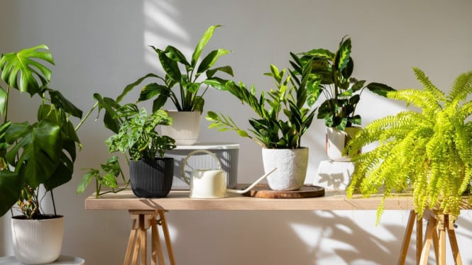 Ilustrasi Tanaman Hias, 1. Monstera Variegata, 2. Aglaonema, 3. Alocasia, 4. Philodendron, 5. Syngonium Variegata