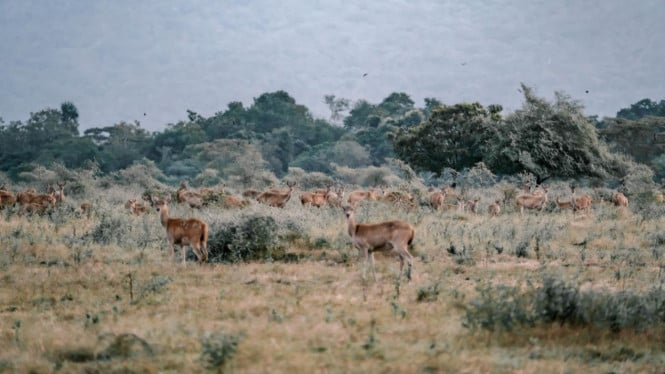Taman Nasional Baluran Situbondo, 1. Taman Nasional Baluran, Situbondo, 2. Sungai Maron, Pacitan, 3. Goa Gong, Pacitan, 4. Air Terjun Tumpak Sewu, Lumajang, 5. Simpang Lima Gumul, Kediri, 6. Bukit Kapur Jaddih, Bangkalan, 7. Kedung Cinet, Jombang, 8. Hutan Bambu Keputih, Surabaya, 9. Kampung Warna-Warni Jodipan, Malang, 10. Bukit Pelalangan Arosbaya, Bangkalan, 11. Patung Buddha Empat Wajah, Surabaya, 12. Selak Kopi, Malang, 13. Taman Nasional Alas Purwo, Banyuwangi, 14. Teluk Hijau, Malang, 15. Maha Vihara Mojopahit, Mojokerto